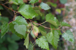 Betula pubescensZachte berk bestellen